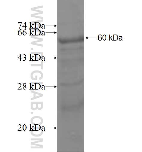 BBS6 fusion protein Ag3785 SDS-PAGE