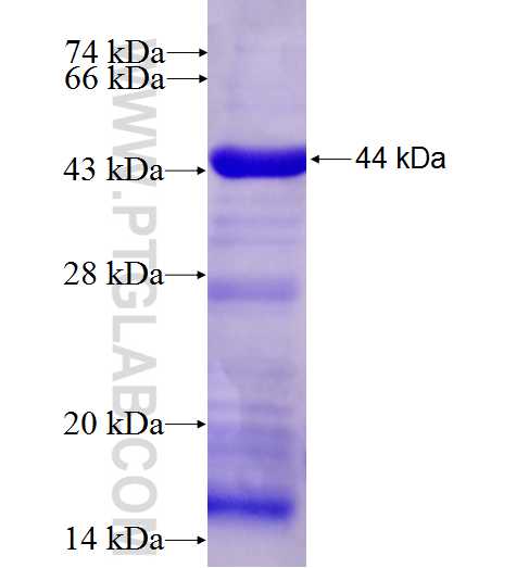 BBS7 fusion protein Ag4601 SDS-PAGE