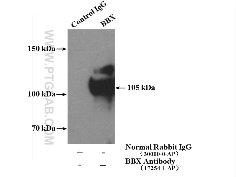 Immunoprecipitation (IP) experiment of HepG2 cells using BBX Polyclonal antibody (17254-1-AP)