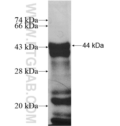 BBX fusion protein Ag10671 SDS-PAGE