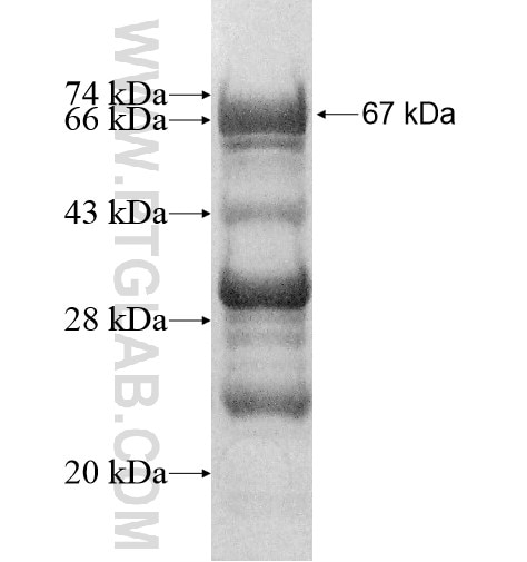 BBX fusion protein Ag10691 SDS-PAGE