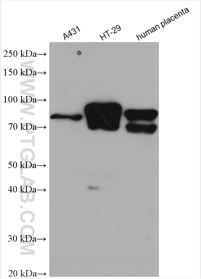 Western Blot (WB) analysis of various lysates using BCAM Polyclonal antibody (28222-1-AP)