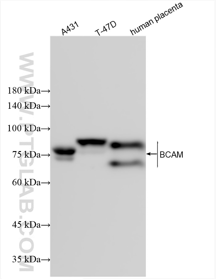 Western Blot (WB) analysis of various lysates using BCAM Recombinant antibody (84038-3-RR)