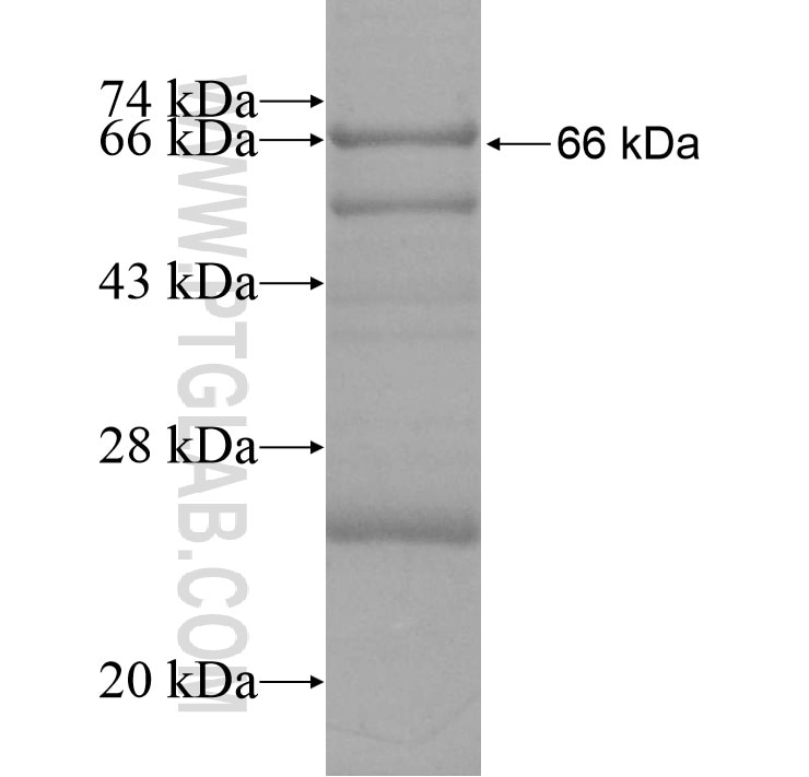 BCAN fusion protein Ag13552 SDS-PAGE