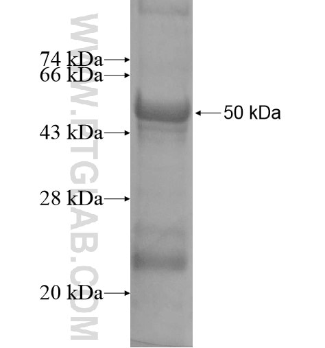 BCAN fusion protein Ag13596 SDS-PAGE