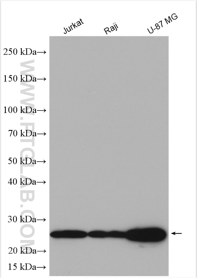 Western Blot (WB) analysis of various lysates using BAP29 Polyclonal antibody (15796-1-AP)