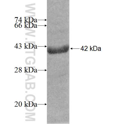 BCAP29 fusion protein Ag8505 SDS-PAGE