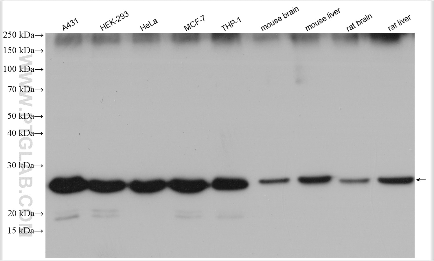 Western Blot (WB) analysis of various lysates using BAP31 Polyclonal antibody (11200-1-AP)