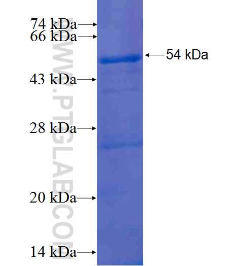 BCAP31 fusion protein Ag1668 SDS-PAGE