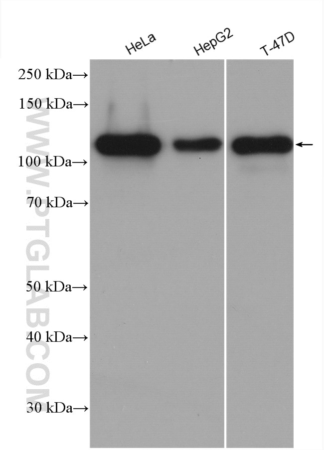 Western Blot (WB) analysis of various lysates using p130Cas / BCAR1 Polyclonal antibody (16815-1-AP)