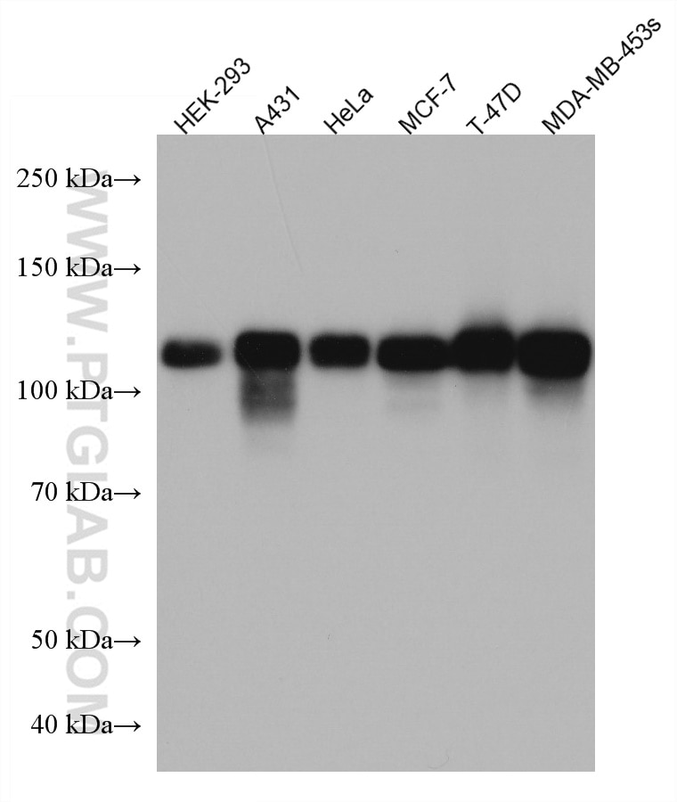 Western Blot (WB) analysis of various lysates using p130Cas / BCAR1 Monoclonal antibody (67215-1-Ig)
