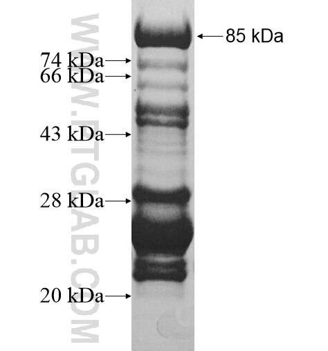 BCAR1 fusion protein Ag10354 SDS-PAGE