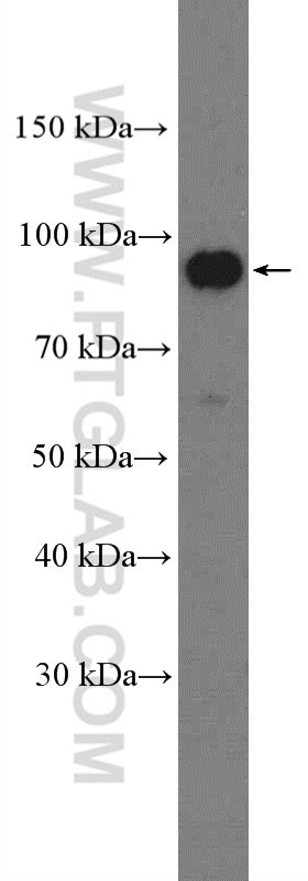 Western Blot (WB) analysis of K-562 cells using BCAR3 Polyclonal antibody (13628-1-AP)