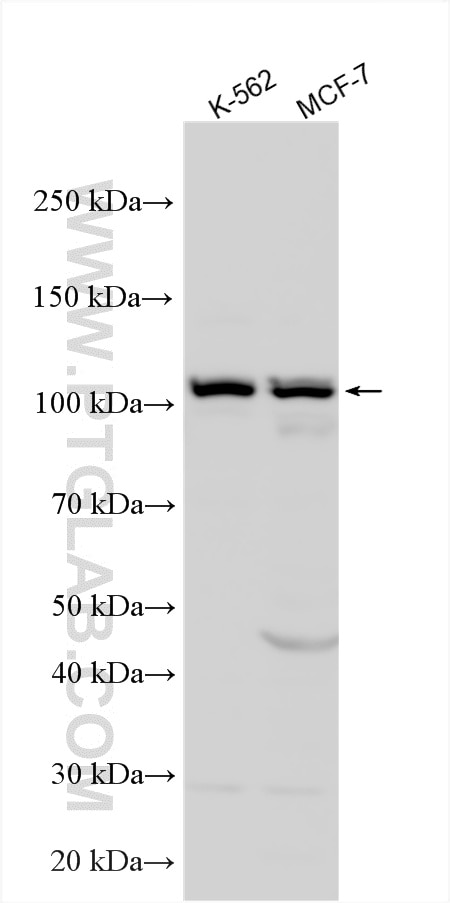 WB analysis using 13628-1-AP Western Blot (WB) analysis of various lysates using BCAR3 Polyclonal antibody (13628-1-AP)