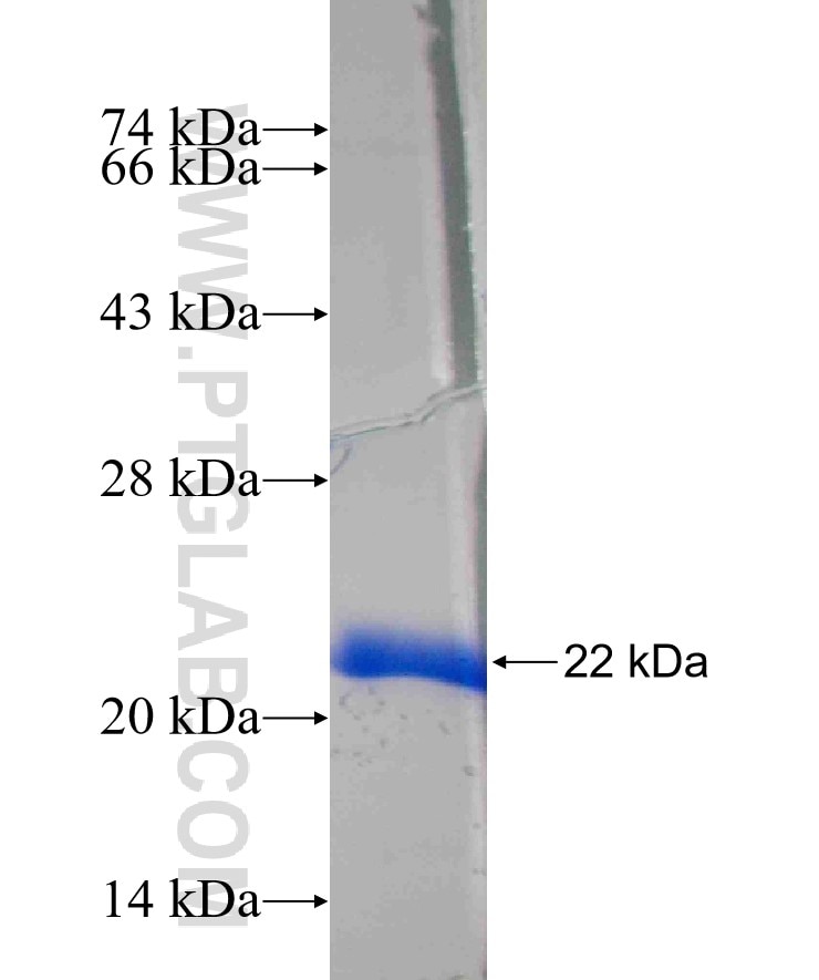 BCAR3 fusion protein Ag24621 SDS-PAGE