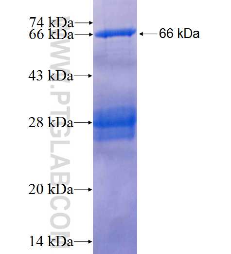 BCAR3 fusion protein Ag4546 SDS-PAGE