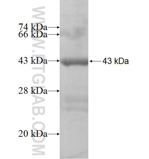 BCAR3 fusion protein Ag5300 SDS-PAGE