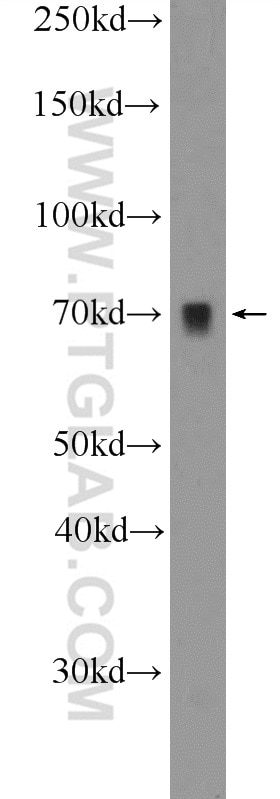 Western Blot (WB) analysis of NIH/3T3 cells using BCAS1 Polyclonal antibody (25776-1-AP)