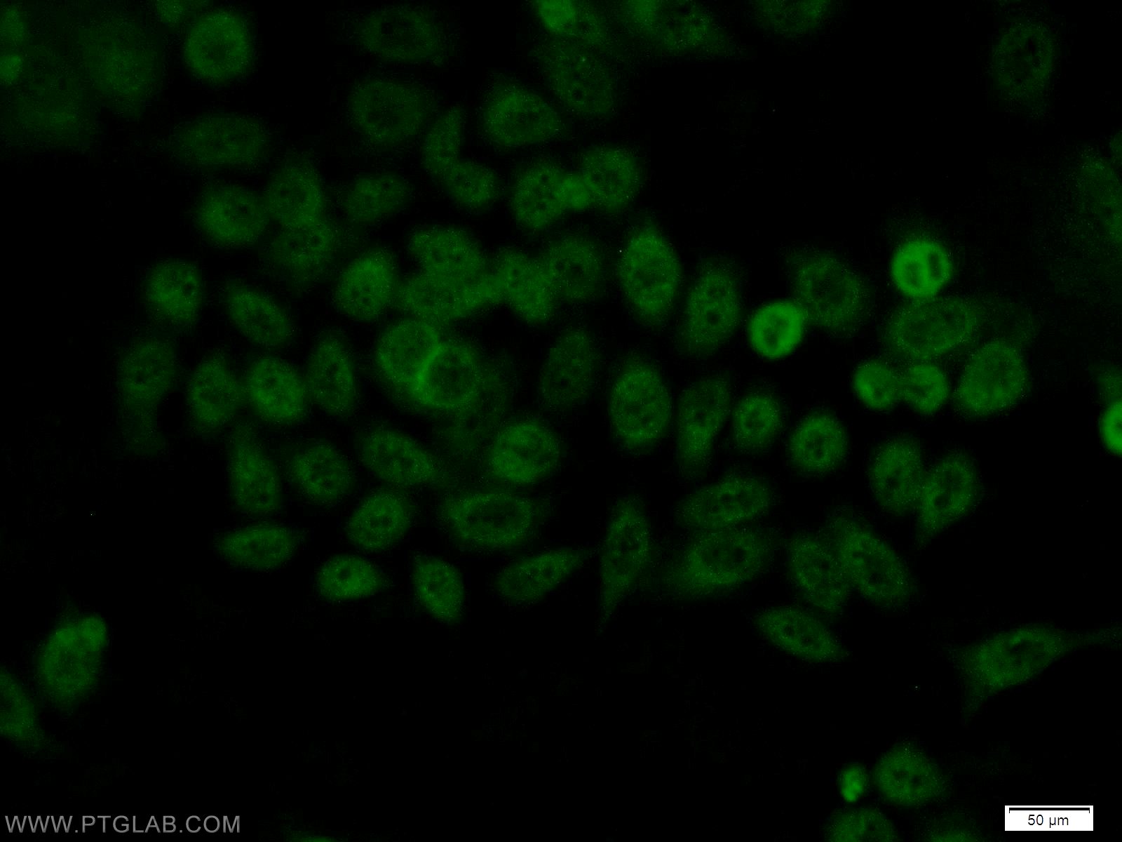 Immunofluorescence (IF) / fluorescent staining of MCF-7 cells using BCAS2 Polyclonal antibody (10414-1-AP)