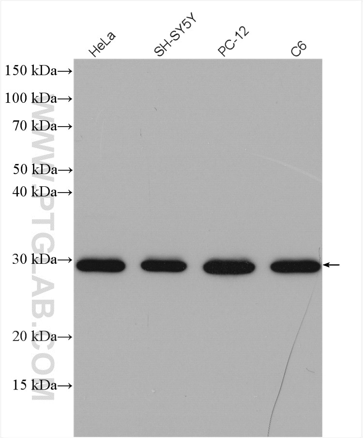 Western Blot (WB) analysis of various lysates using BCAS2 Polyclonal antibody (10414-1-AP)