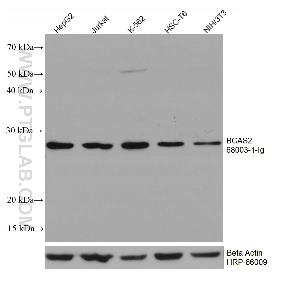 Western Blot (WB) analysis of various lysates using BCAS2 Monoclonal antibody (68003-1-Ig)