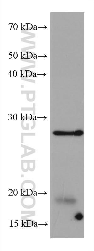 WB analysis of HeLa using 68003-1-Ig