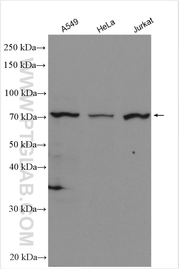 Western Blot (WB) analysis of various lysates using BCAS3 Polyclonal antibody (10402-1-AP)