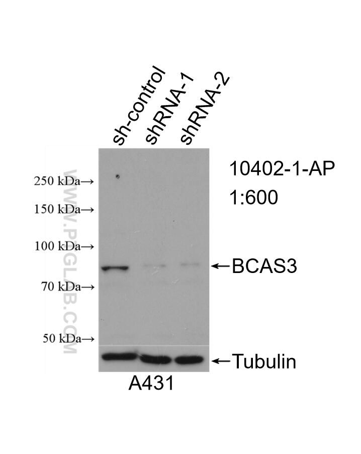 Western Blot (WB) analysis of A431 cells using BCAS3 Polyclonal antibody (10402-1-AP)