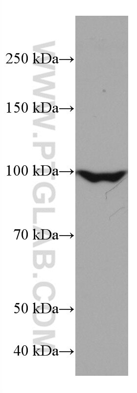 Western Blot (WB) analysis of K-562 cells using BCAS3 Monoclonal antibody (67085-1-Ig)