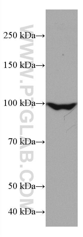 Western Blot (WB) analysis of K-562 cells using BCAS3 Monoclonal antibody (67085-1-Ig)