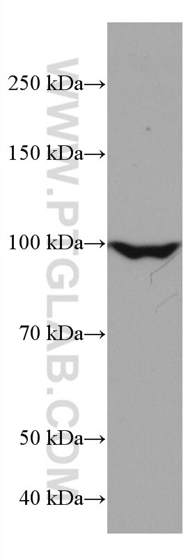 WB analysis of K-562 using 67085-1-Ig