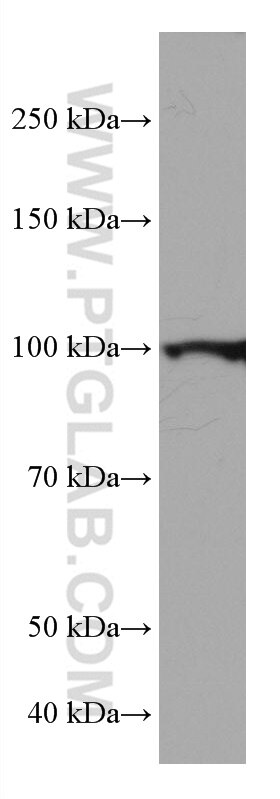 Western Blot (WB) analysis of pig brain tissue using BCAS3 Monoclonal antibody (67085-1-Ig)