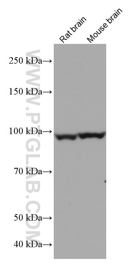 Western Blot (WB) analysis of various lysates using BCAS3 Monoclonal antibody (67085-1-Ig)