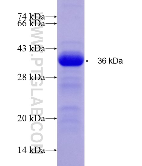 BCAS3 fusion protein Ag28545 SDS-PAGE