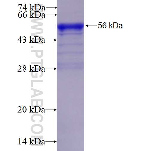 BCAS3 fusion protein Ag0646 SDS-PAGE