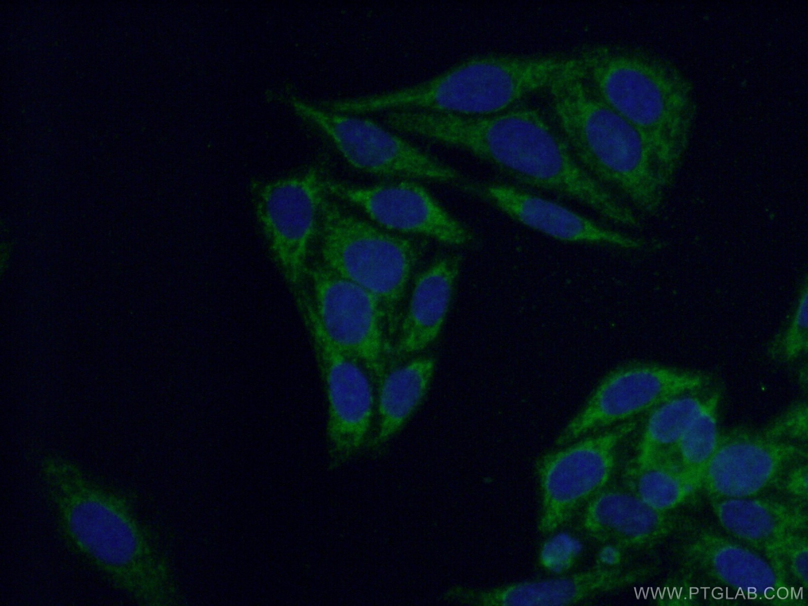 Immunofluorescence (IF) / fluorescent staining of HepG2 cells using BCAT1 Polyclonal antibody (13640-1-AP)