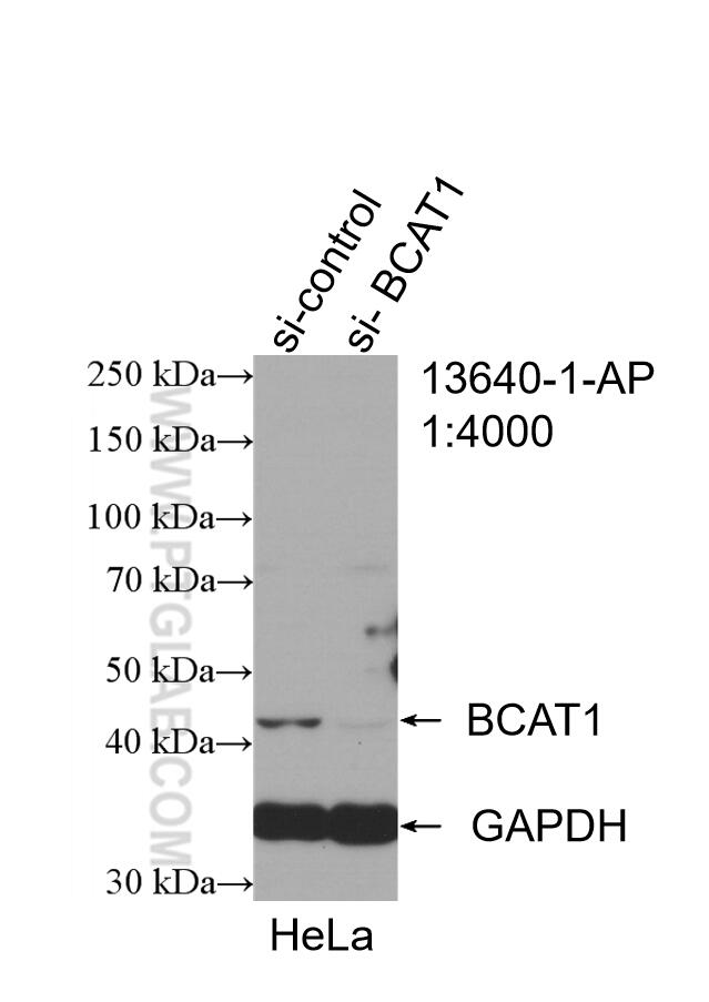 Western Blot (WB) analysis of HeLa cells using BCAT1 Polyclonal antibody (13640-1-AP)