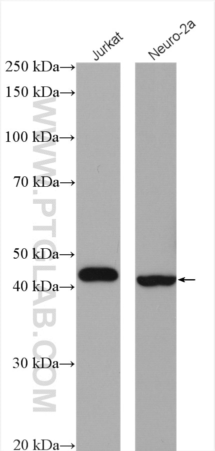 Western Blot (WB) analysis of various lysates using BCAT1 Polyclonal antibody (13640-1-AP)