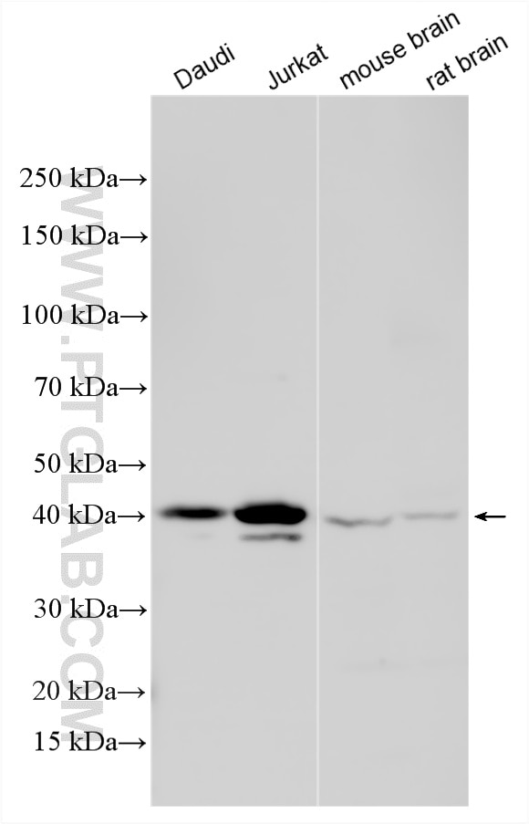 Western Blot (WB) analysis of various lysates using BCAT1 Polyclonal antibody (13640-1-AP)