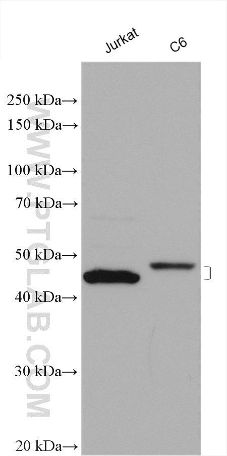 Western Blot (WB) analysis of various lysates using BCAT1 Polyclonal antibody (28622-1-AP)