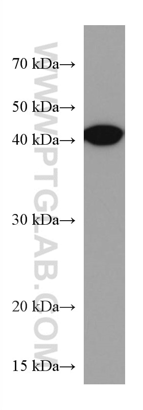 Western Blot (WB) analysis of Ramos cells using BCAT1 Monoclonal antibody (67084-1-Ig)