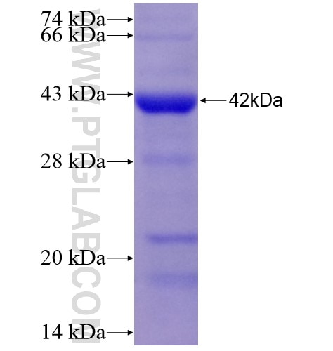 BCAT1 fusion protein Ag28328 SDS-PAGE