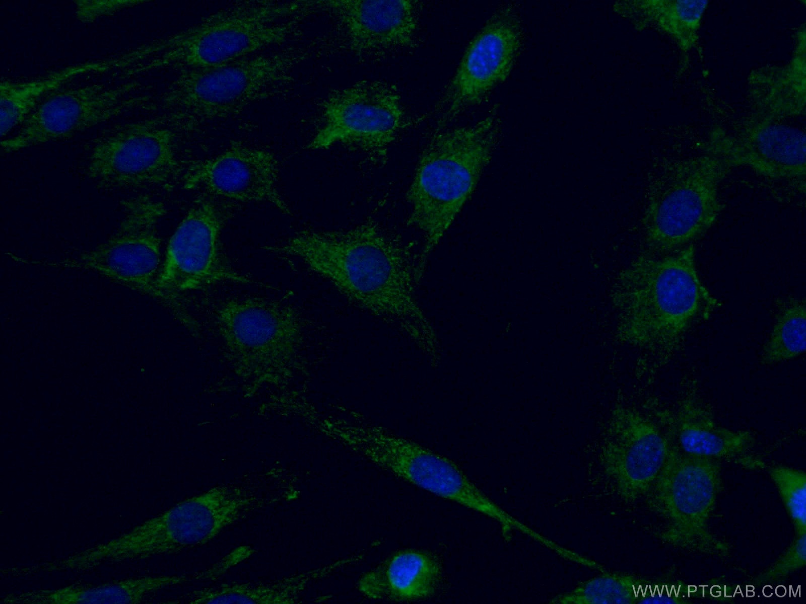 Immunofluorescence (IF) / fluorescent staining of C2C12 cells using BCAT2 Polyclonal antibody (16417-1-AP)