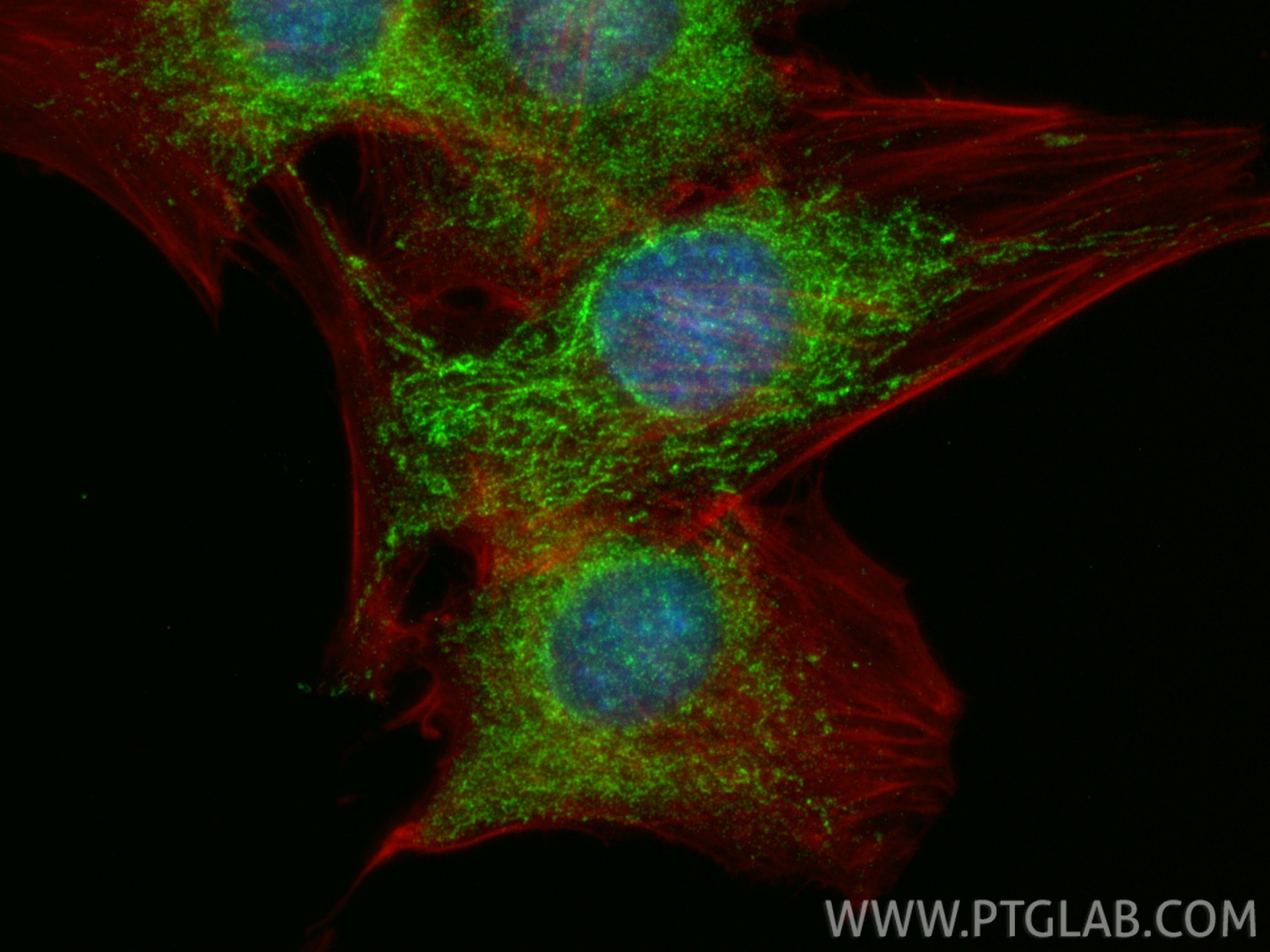 Immunofluorescence (IF) / fluorescent staining of C2C12 cells using BCAT2 Polyclonal antibody (16417-1-AP)