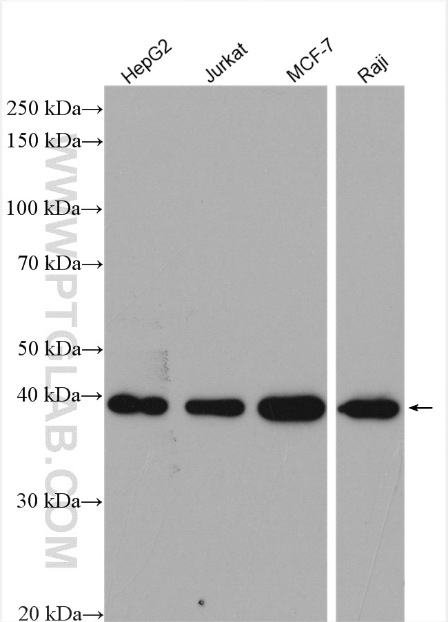 Western Blot (WB) analysis of various lysates using BCAT2 Polyclonal antibody (16417-1-AP)