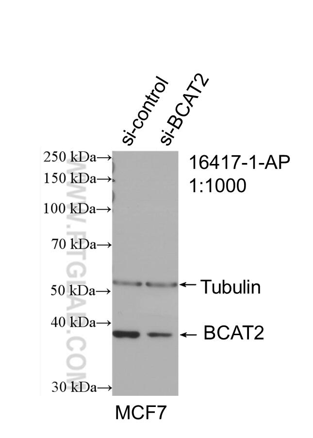 Western Blot (WB) analysis of MCF-7 cells using BCAT2 Polyclonal antibody (16417-1-AP)