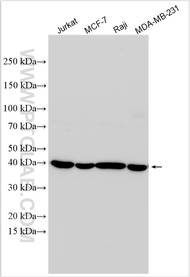 Western Blot (WB) analysis of various lysates using BCAT2 Polyclonal antibody (16417-1-AP)