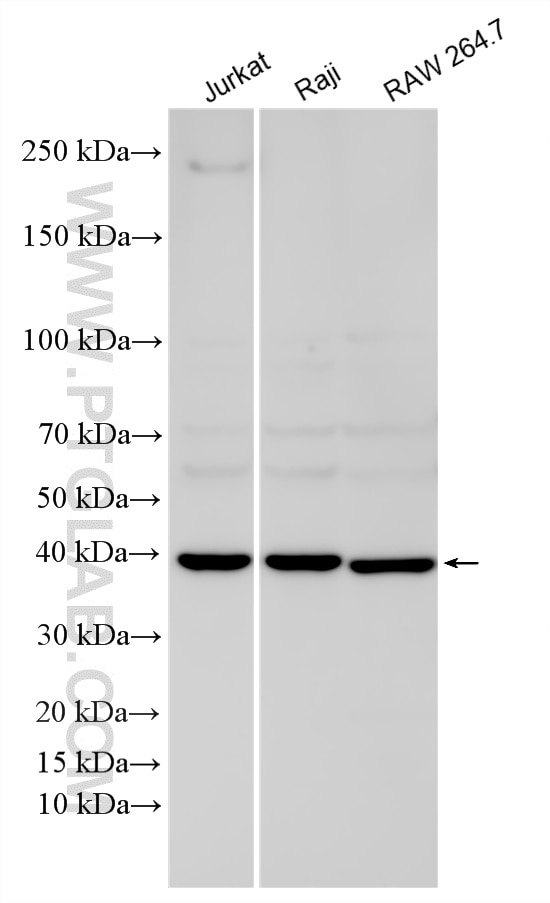 Various lysates were subjected to SDS PAGE followed by western blot with 16417-1-AP (BCAT2 antibody) at dilution of 1:4000 incubated at room temperature for 1.5 hours. Western Blot (WB) analysis of various lysates using BCAT2 Polyclonal antibody (16417-1-AP)