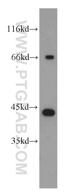 Western Blot (WB) analysis of L02 cells using BCAT2 Polyclonal antibody (16417-1-AP)