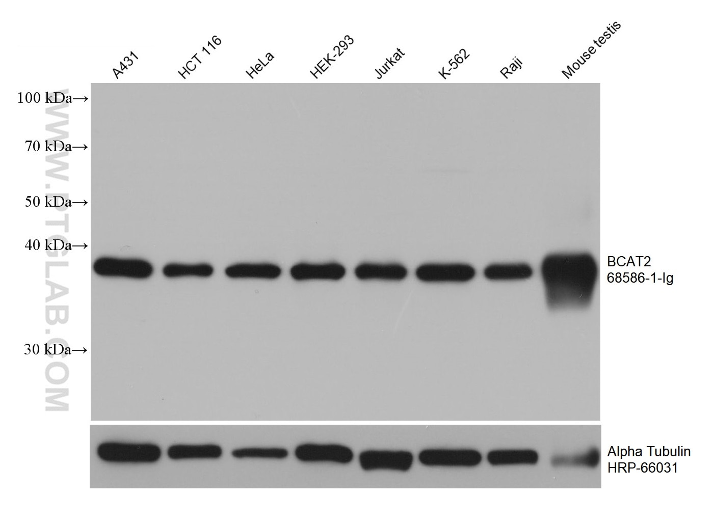 Western Blot (WB) analysis of various lysates using BCAT2 Monoclonal antibody (68586-1-Ig)